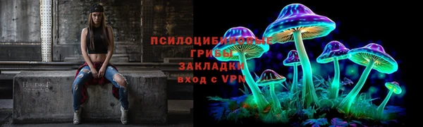 индика Ельня