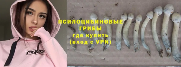 индика Ельня